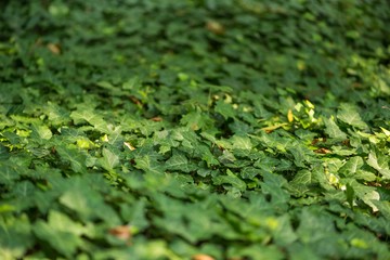 Ivy background pattern with sunshine