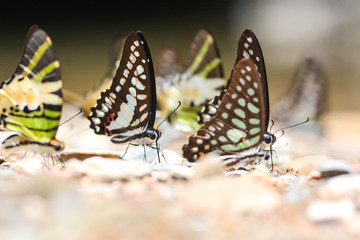 Group of butterflies puddling on the ground and flying in nature