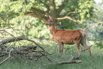 fallow deer in the forest