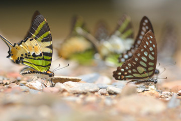 Group of butterflies puddling on the ground and flying in nature