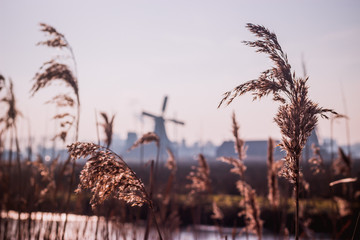 sunset in field