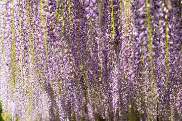 The wisteria flowers of Byodoin temple in Uji city, Kyoto, Japan