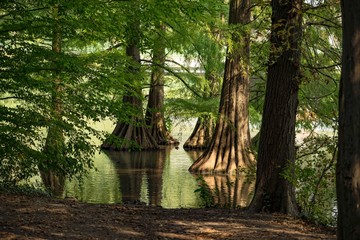Great cypress swamp close up in the shadow