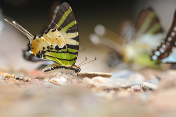 Group of butterflies puddling on the ground and flying in nature