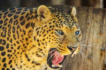 shocked leopard