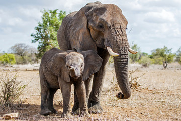 Fototapeta na wymiar mother and child. Female elephant with her calf walking in Kruger National Park in South Africa