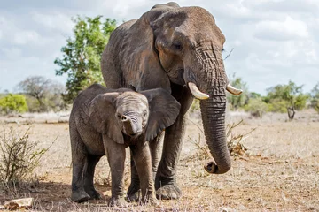 Zelfklevend Fotobehang mother and child. Female elephant with her calf walking in Kruger National Park in South Africa © henk bogaard