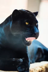 Foto op Plexiglas black Panther © The Len