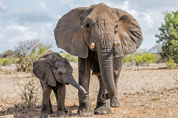 mother and child. Female elephant with her calf walking in Kruger National Park in South Africa