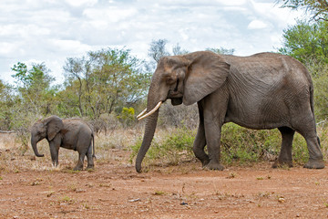 Naklejka premium mother and child. Female elephant with her calf walking in Kruger National Park in South Africa