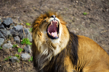 Beautiful Mighty Lion