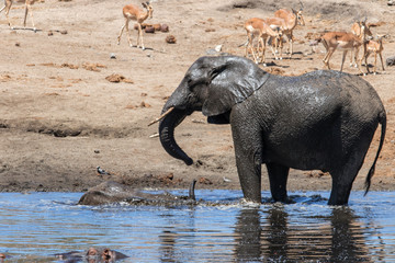 mother and child. Female elephant with her calf playing in Sweni waterhole  in Kruger National Park in South Africa