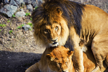 lion and lioness