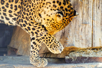 Naklejka na ściany i meble beautiful leopard