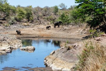 Naklejka na ściany i meble mother and child. Female elephant with her calfs at Sweni waterhole with hippo in Kruger National Park in South Africa