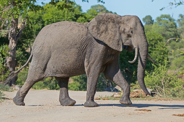  Female elephant  walking in Kruger National Park in South Africa