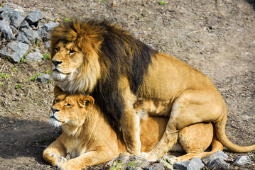 lion and lioness