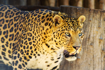 beautiful leopard