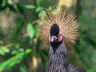 Closeup Black Crowned-Crane (Balearica pavonina) sleeping face with green nature blurred background. The national bird of Nigeria. © Supawit