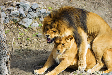 lion and lioness