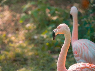 Closeup adult Greater Flamingo (Phoenicopterus roseus) face in the zoo.