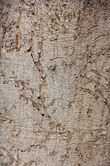 texture of the surface of an old tree with a cracks, stains and patterns