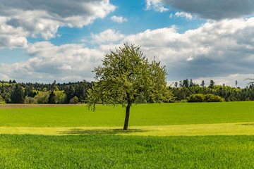 Baum in Frühlingslandschaft
