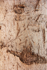 texture of the surface of an old tree with a cracks, stains and patterns