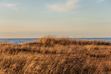 Dry grass on Calm Baltic sea background in golden hour