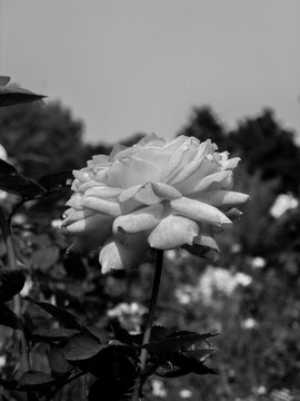 Black and white rose flower withering