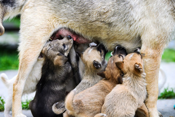 Happy dog feeding her puppies