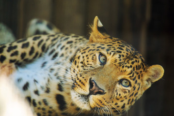 beautiful leopard
