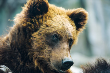 Brown bear portrait