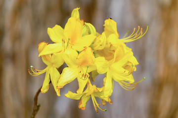 Nahaufnahme der gelben Blüten eines Rhododendron mit Details wie Blütenstempeln und Pollen vor unscharfem bokeh Hintergrund