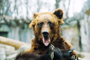 Fototapeta premium brown bear cub playing and rolling in the water