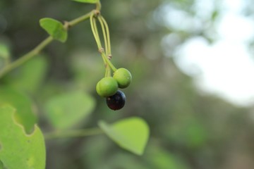 Green and black berries