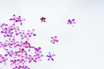 Flowers purple lilac laid out on a white background. Soft image. Template for postcards.