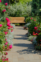 rose garden in Yokohama city