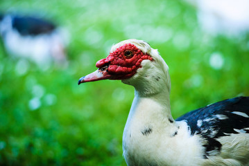 Duck on a green meadow