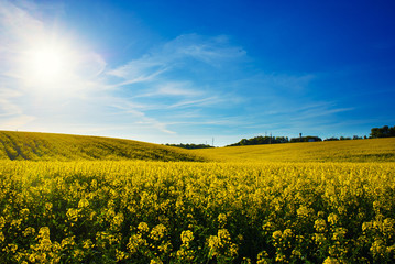 Obraz premium field of yellow rapeseed against the blue sky