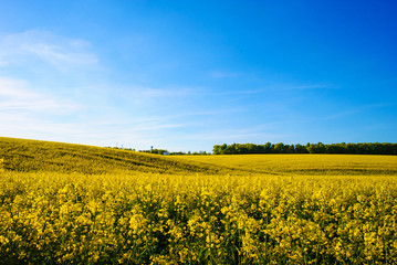 Fototapeta premium field of yellow rapeseed against the blue sky
