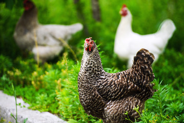 chicken on a farm
