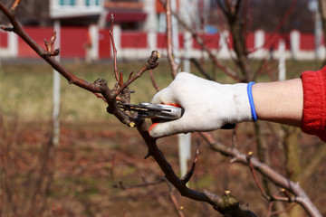pruning fruit tree