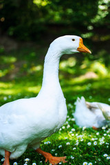 White domestic goose on a green meadow with flowers