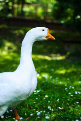 Goose on green grass