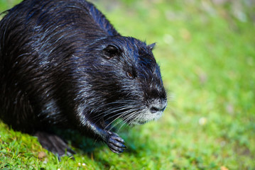 Nutria (Myocastor coypus)