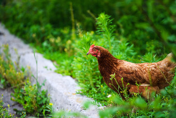 chicken on a farm