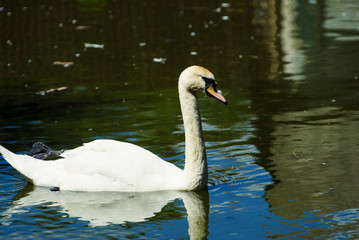 Fototapeta premium Beautiful young swan