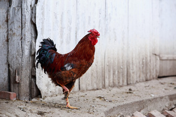 Domestic cock close up