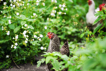 chicken on a farm